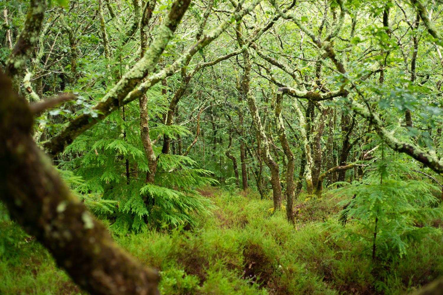 Temperate rainforest Ausewell in south-west England (WTML/PA)