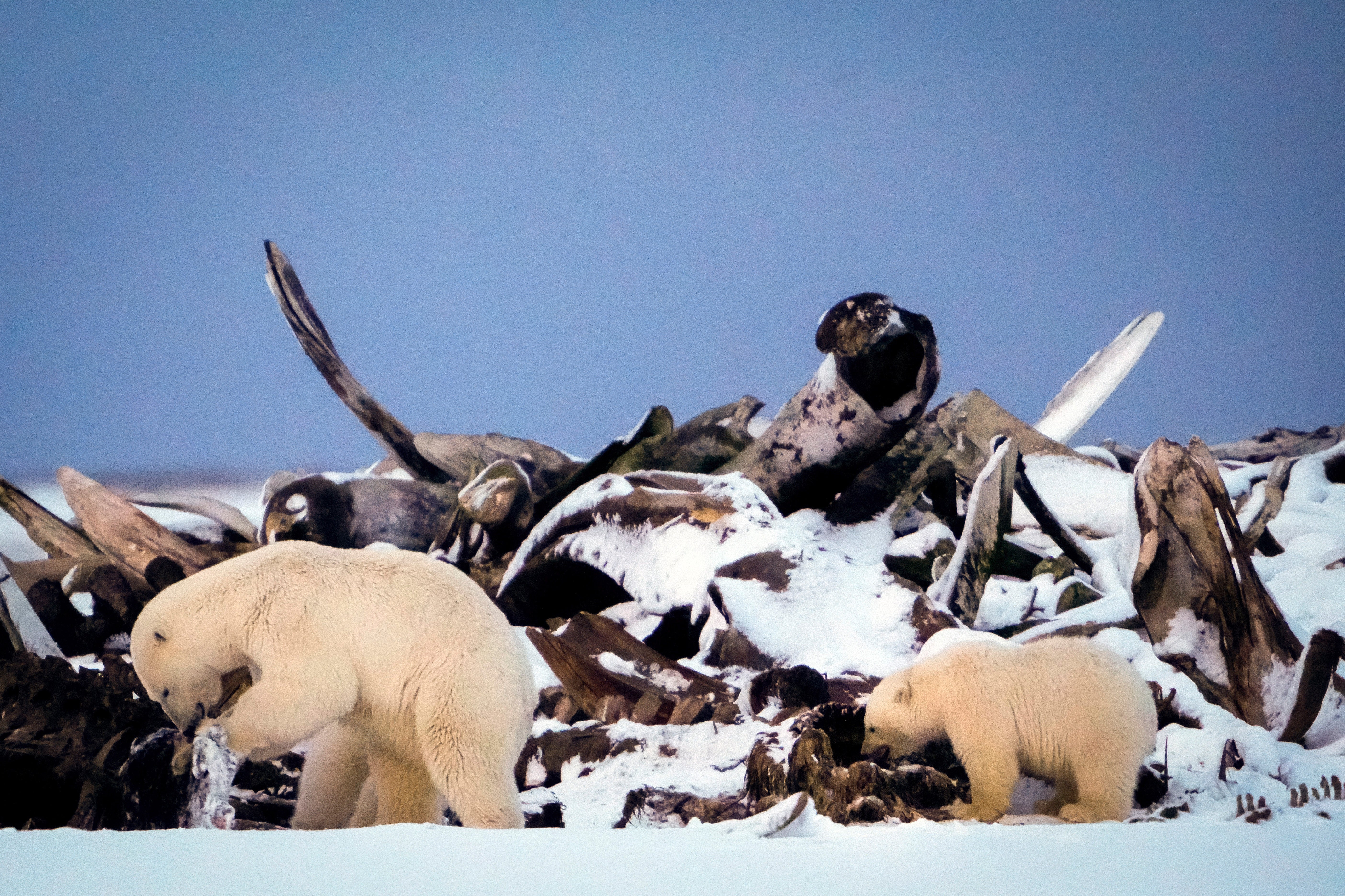 A polar bear and a cub search for scraps in a large pile of bowhead whale bones