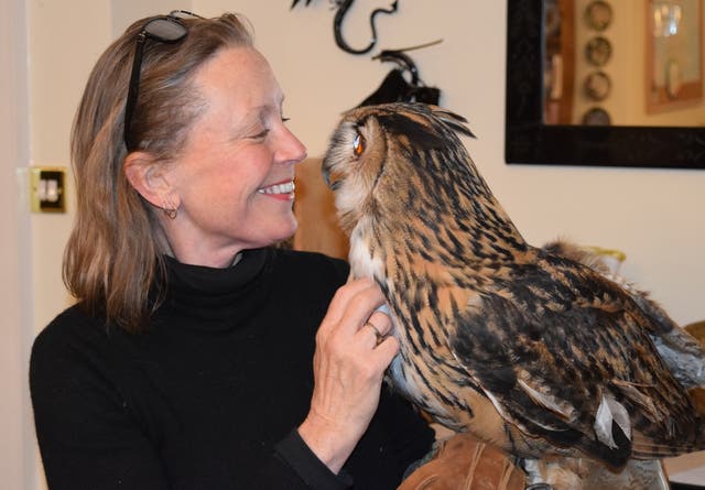 <p>This feathered giant/ Travelling the roads of Britain in search of a cure</p>