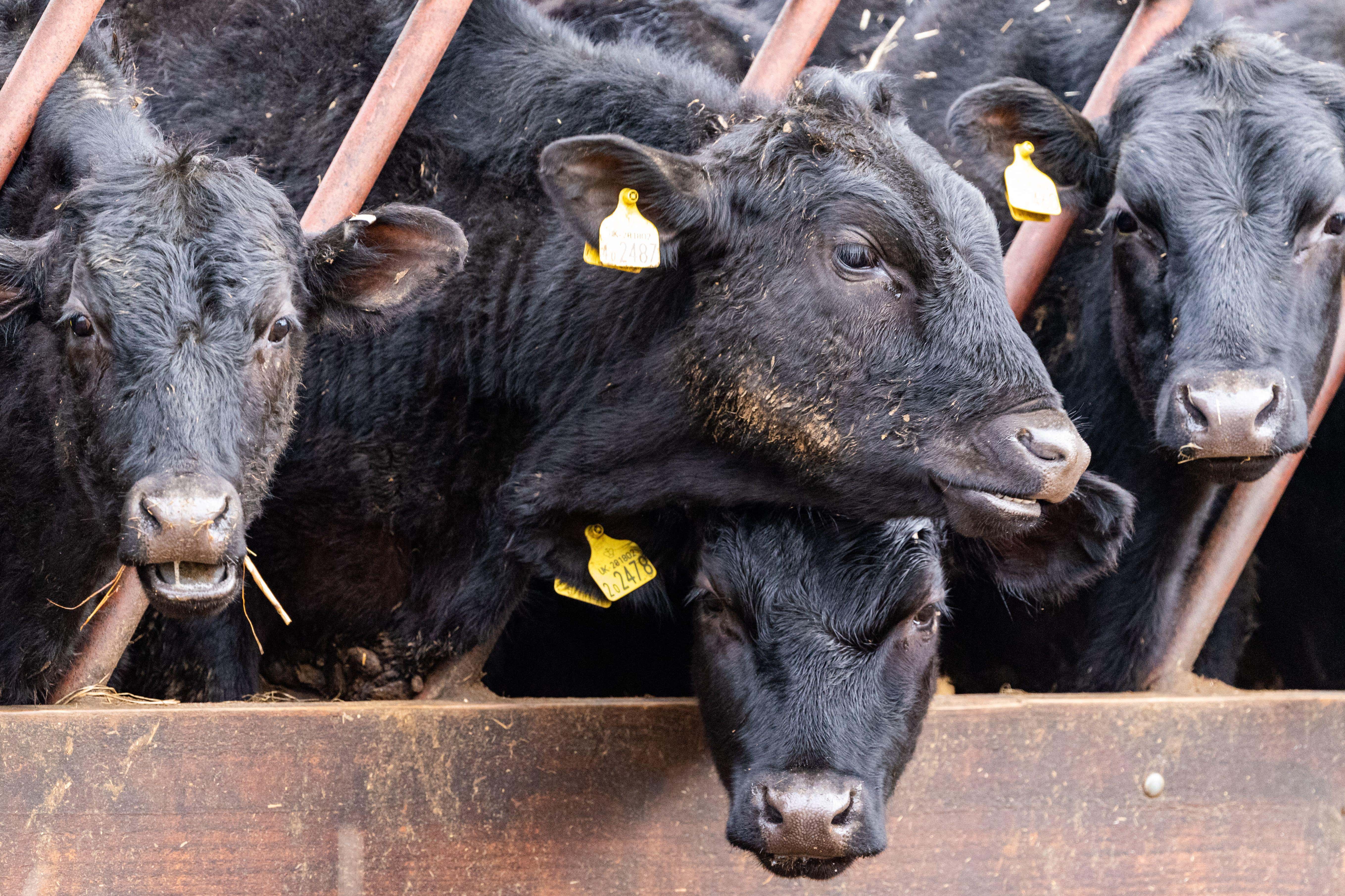 The single case of atypical BSE has been found on a farm in southern Scotland (Alamy/PA)