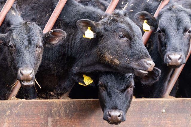 The single case of atypical BSE has been found on a farm in southern Scotland (Alamy/PA)