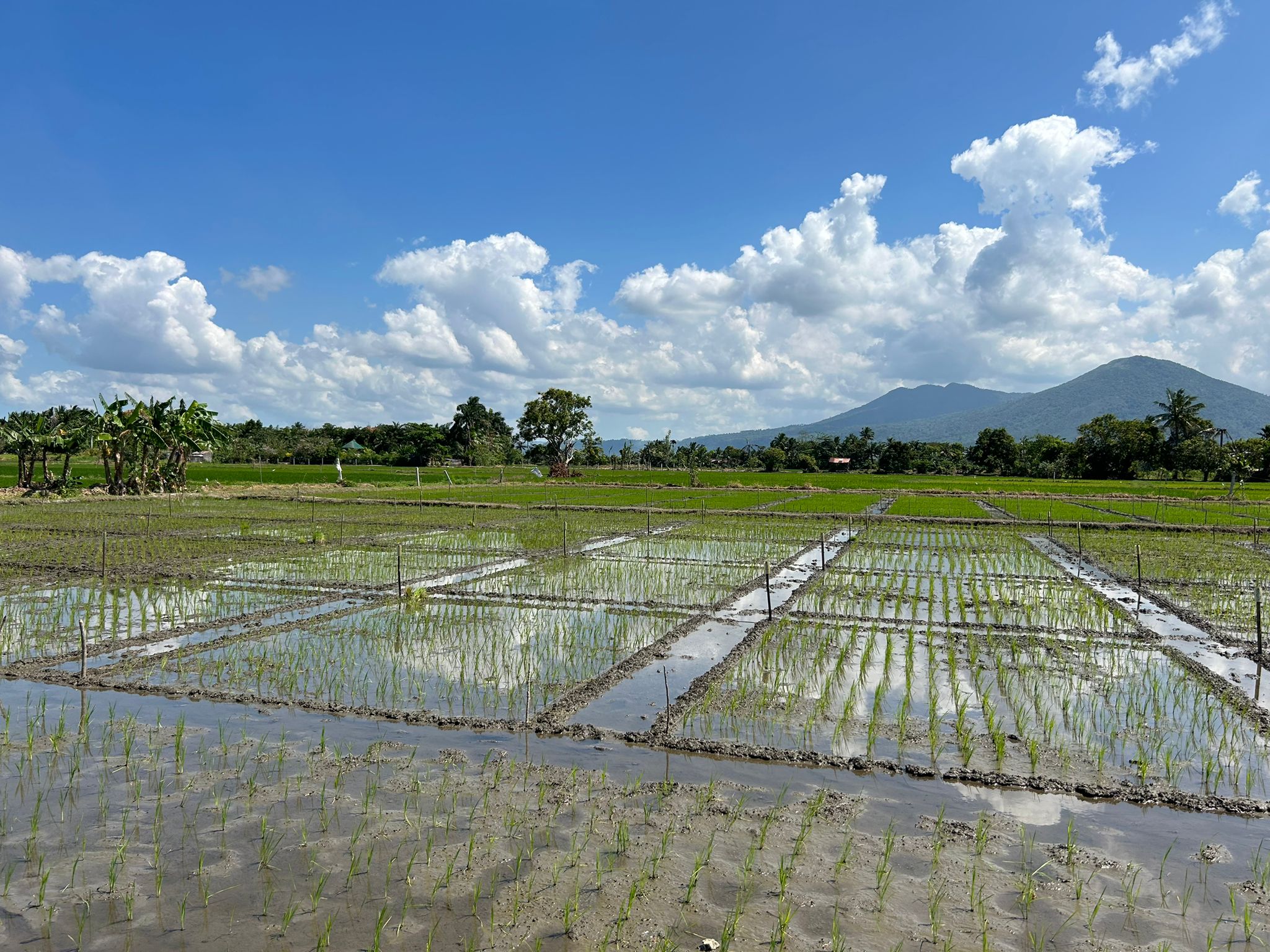 Rice crops are the subject of current tests involving G. diazotrophicus