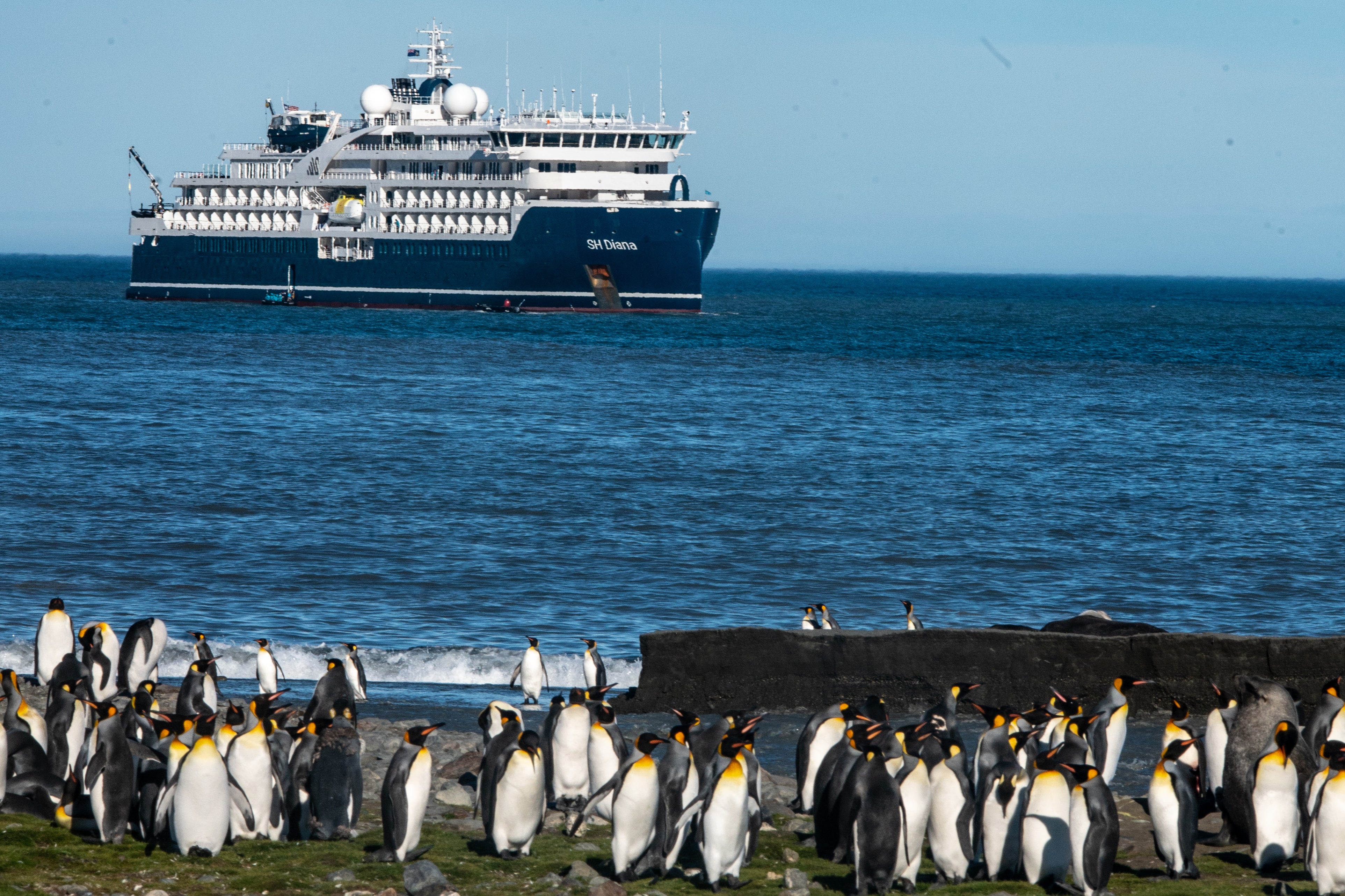 Penguin power: there was no shortage of wildlife on this journey