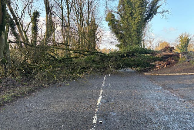 A fallen tree blocks the Seven Mile Straight close to Templepatrick in Co Antrim on Saturday following Storm Darragh (PA)