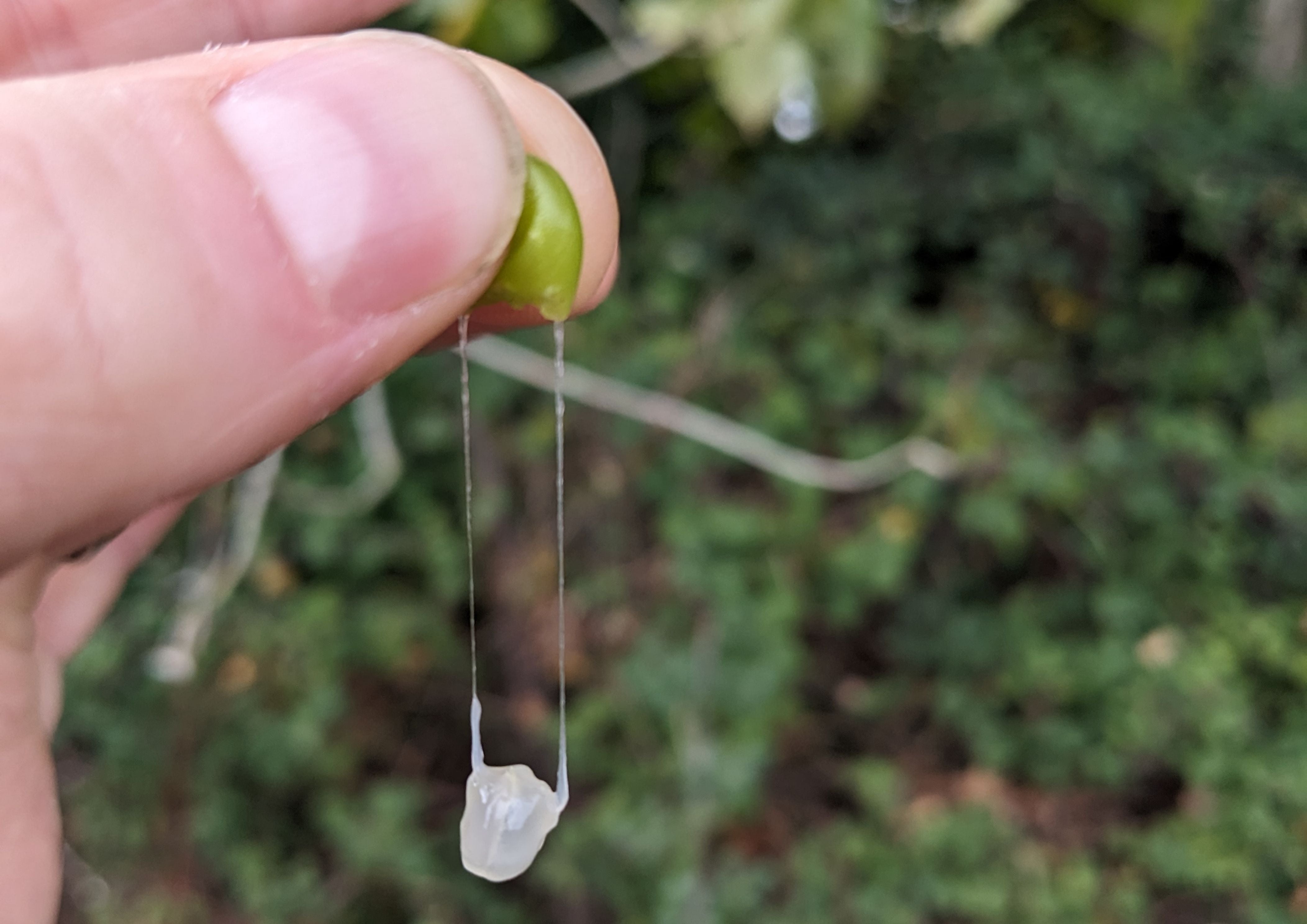 A mistletoe berry being squeezed, as scientists explore whether the plant could be used as a surgical glue