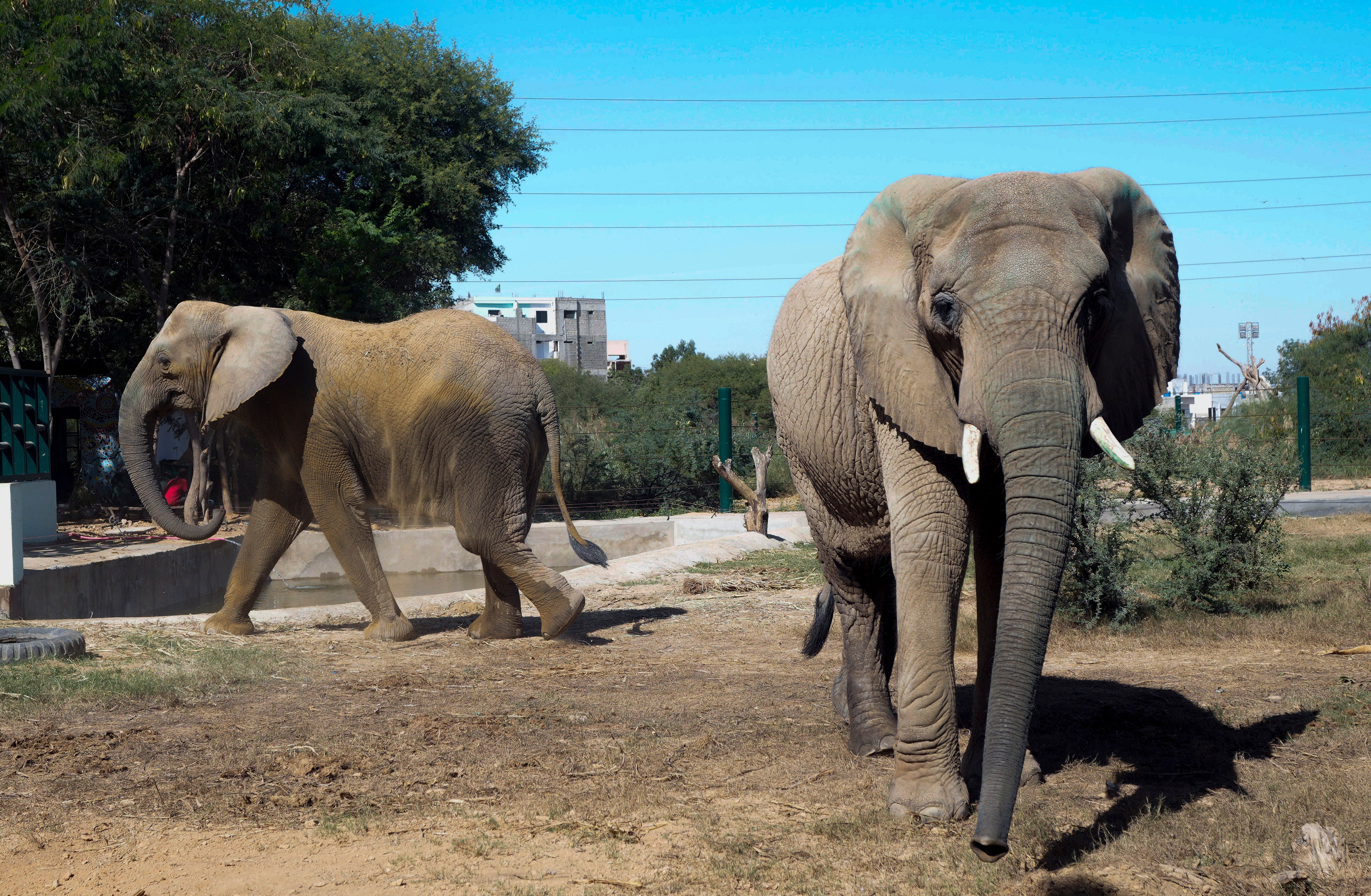 An Elephant Dies Of Apparent Heart Failure In Pakistan Weeks After ...