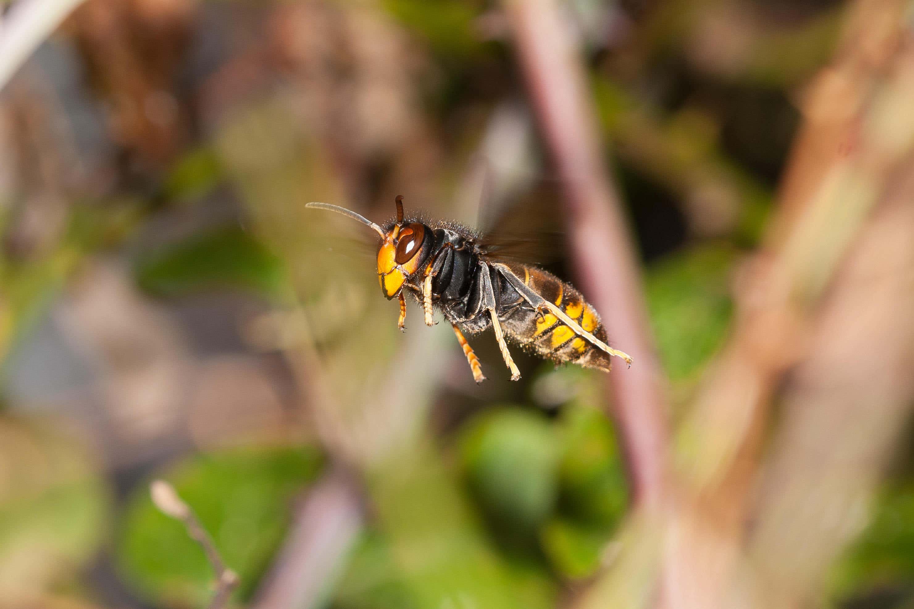 The Asian or yellow-legged hornet can kill 50 bees a day (Alamy/PA)