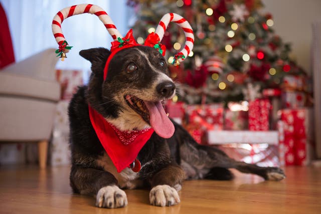 <p>When did dressing dogs up become such a Christmastime staple? </p>