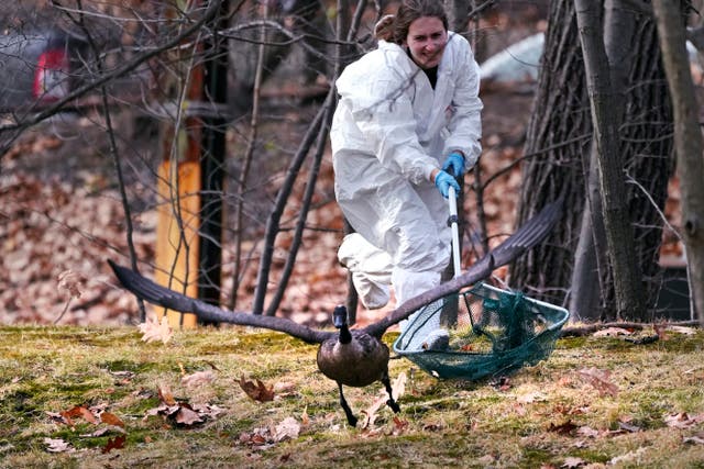 <p>Wildlife rescuers were rushing Monday to tend to dozens of geese and ducks that were soaked in oil after an apparent spill in a Boston river</p>
