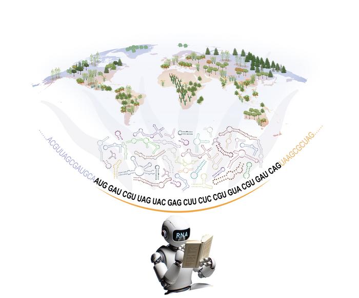 This graphic from England’s John Innes Centre shows the AI model known as Plant RNA-FM. Its creators hope that the model can drive innovation in plant science and possibly across research into invertebrates and bacteria