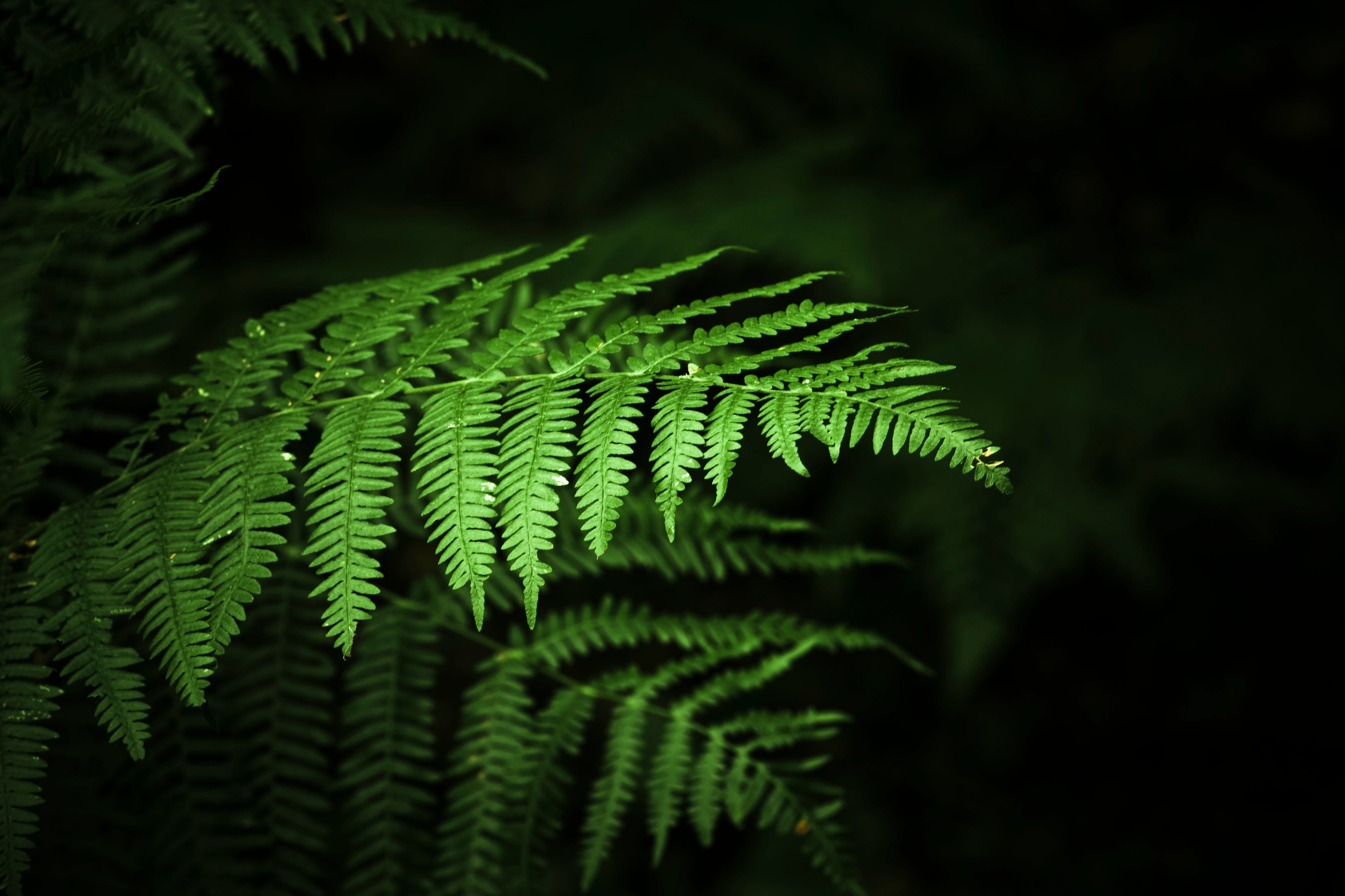 Leaves are seen on a fern plant. Data from more than 1,100 plants around the world was used to train an AI model researchers say is able to understand the species genetic ‘language’