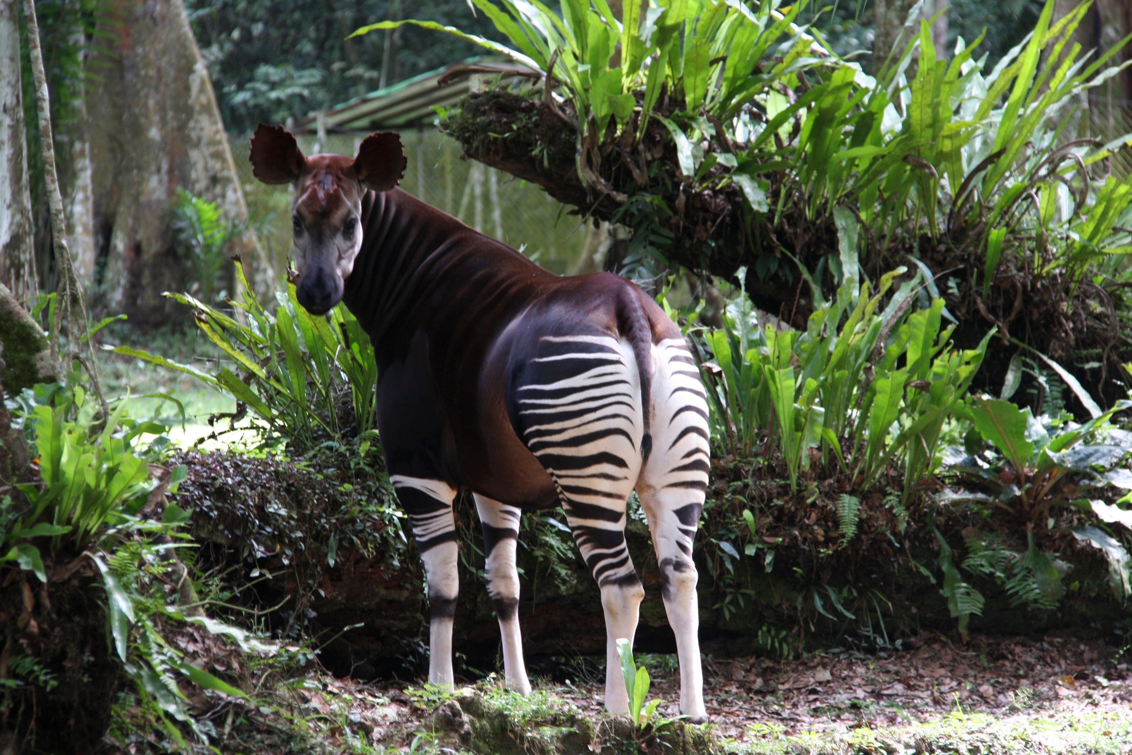 Congo Threatened Wildlife Reserve