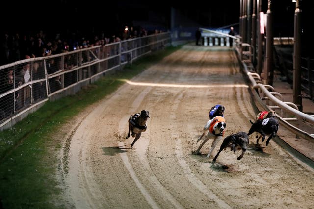 <p>File. New Zealand proposes ban on greyhound racing</p>