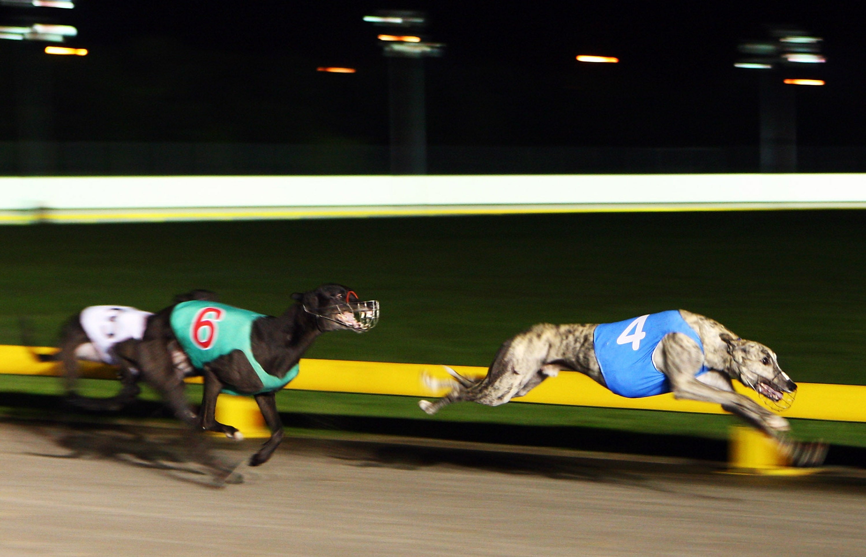 Dogs running at Manukau Greyhound Racing Club in Auckland, New Zealand, on 5 March 2009