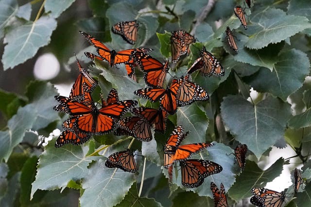 MARIPOSAS MONARCA