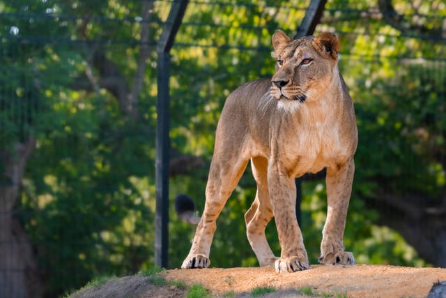 Lioness Yuna was rescued from Ukraine, making a journey over four days and six countries, in August and currently lives at the Lion Rescue Centre at the Big Cat Sanctuary in Kent (The Big Cat Sanctuary)