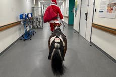 Therapy pony dressed as reindeer brings festive joy to children in hospital