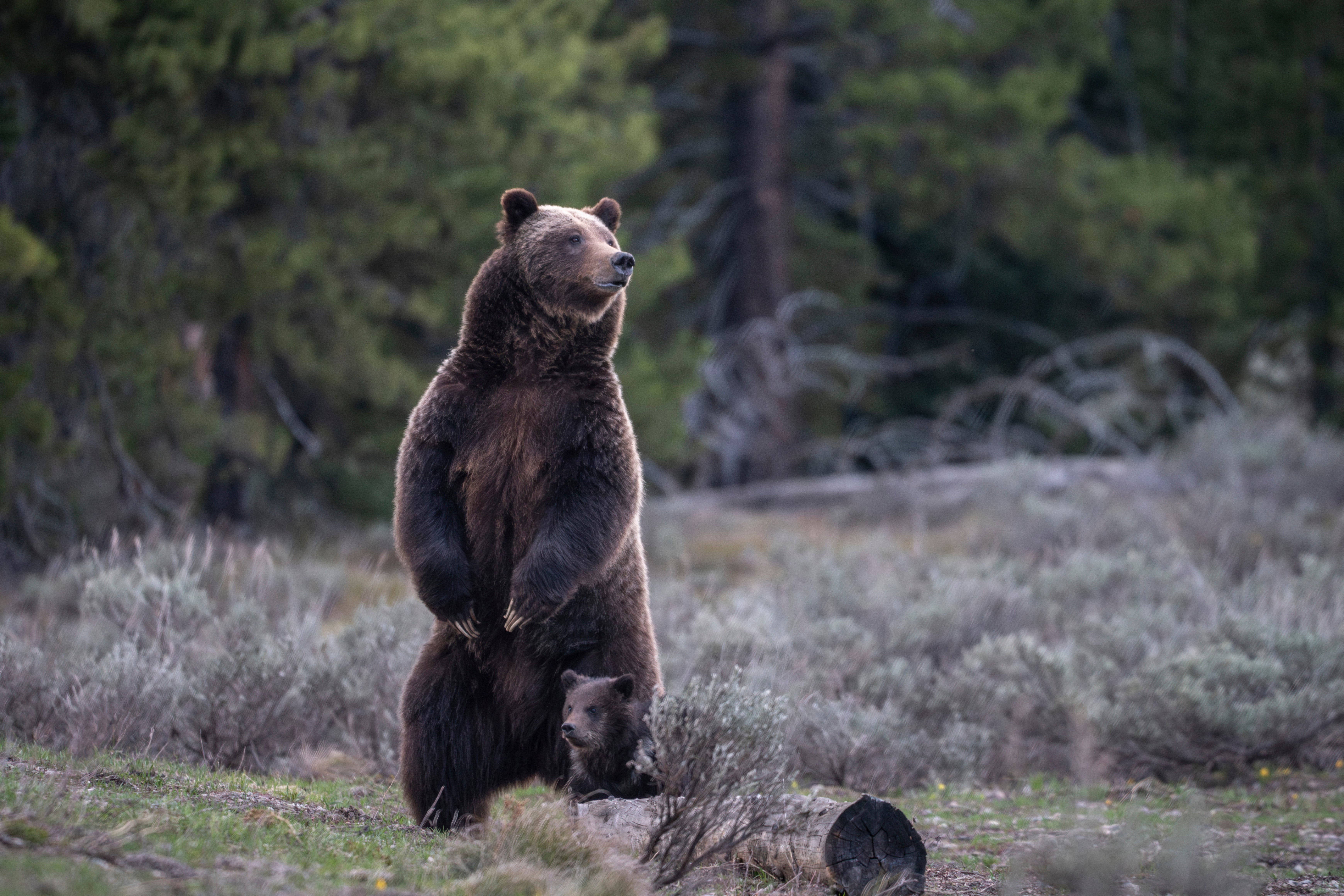 Grizzly Protections