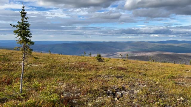 <p>A fire scar is seen outside Fairbanks, Alaska, in August 2022. Wildfire emissions and thawing permafrost have contributed to changes in the Arctic’s tundra, scientists say </p>