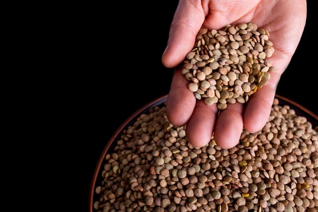 <p>A person holds uncooked lentils. Lentils and other beans are good sources of protein. Now, a Department of Agriculture advisory committee is recommending the government encourage diets with more beans, peas, and lentils </p>