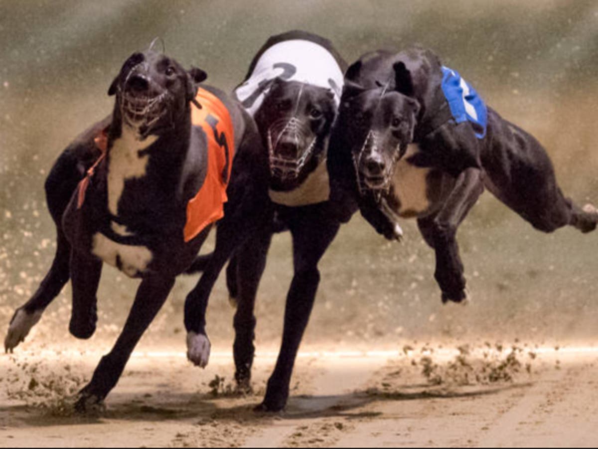 UK greyhound racing hit with drug scandal over illegal use of human ‘birth control pills’