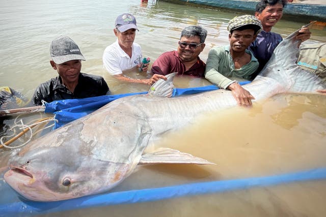 Cambodia Catfish