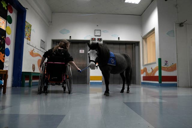 Greece Miniature Horse Therapy