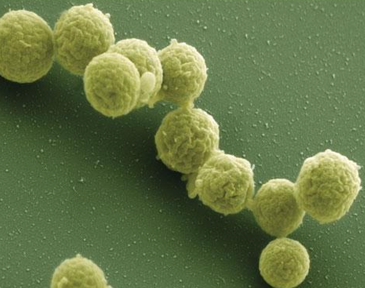 Lab-made ‘mirror bacteria’ could endanger all life on earth, scientists warn