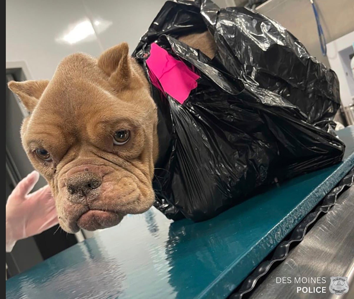 Police Search For Whoever Discarded An Emaciated Bulldog Inside A Trash ...