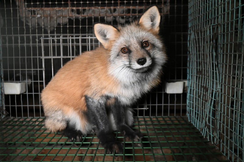 MPs sound alarm over 'very serious risk' of new pandemic from animal fur trade