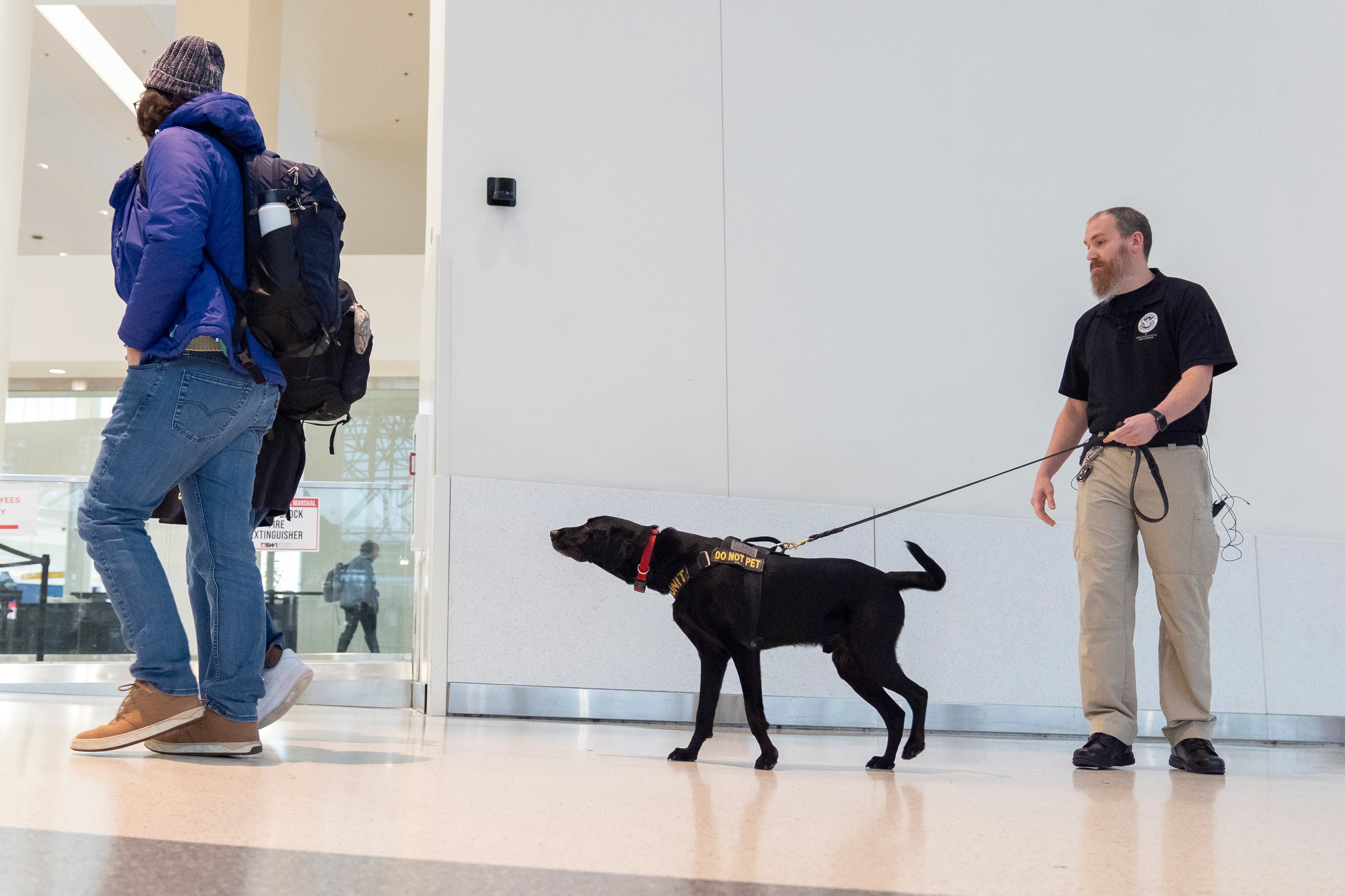 Transportation Security Canine