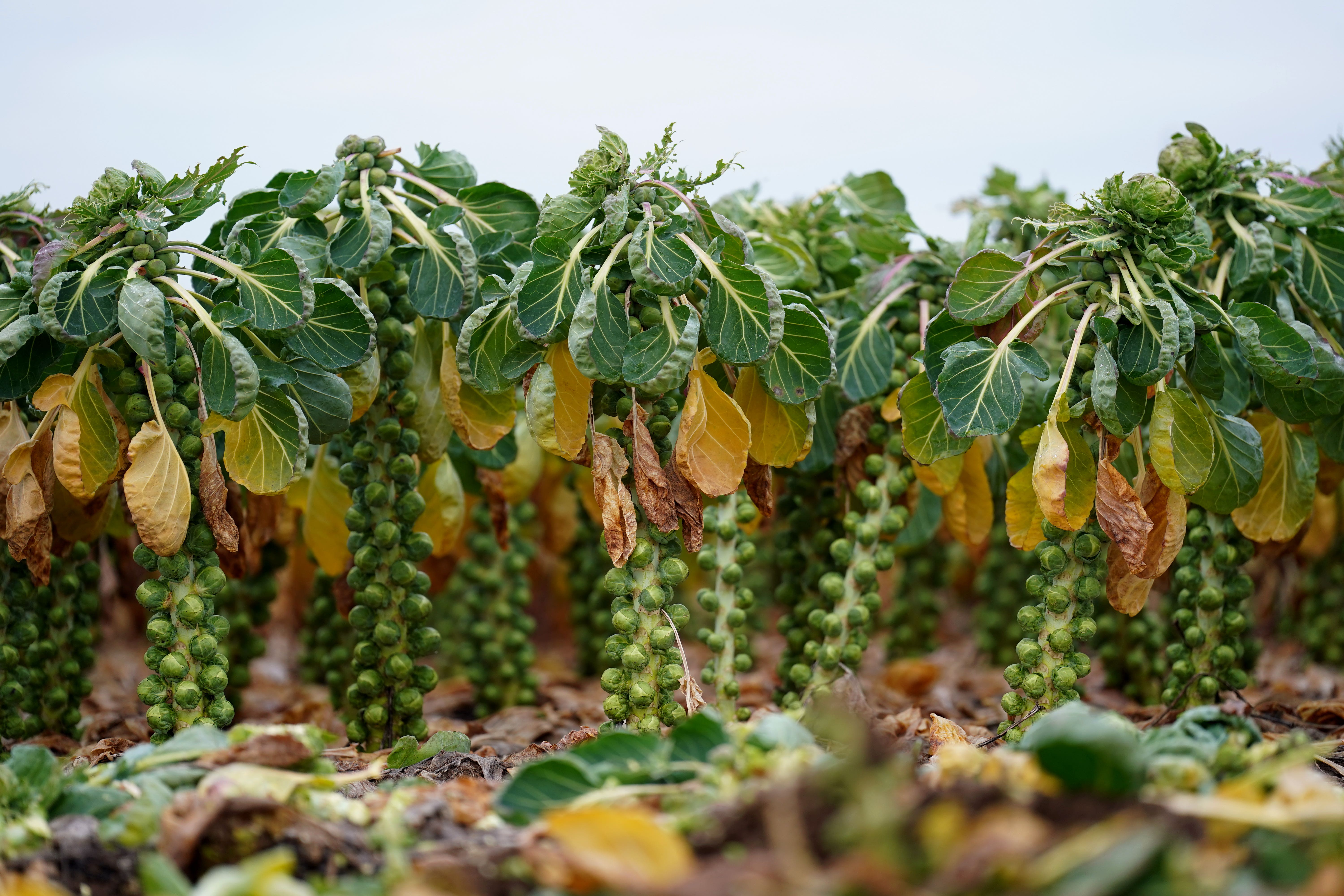 Brussels sprouts are harvested in a field at TH Clements near Boston, Lincolnshire. (Joe Giddens/ PA)