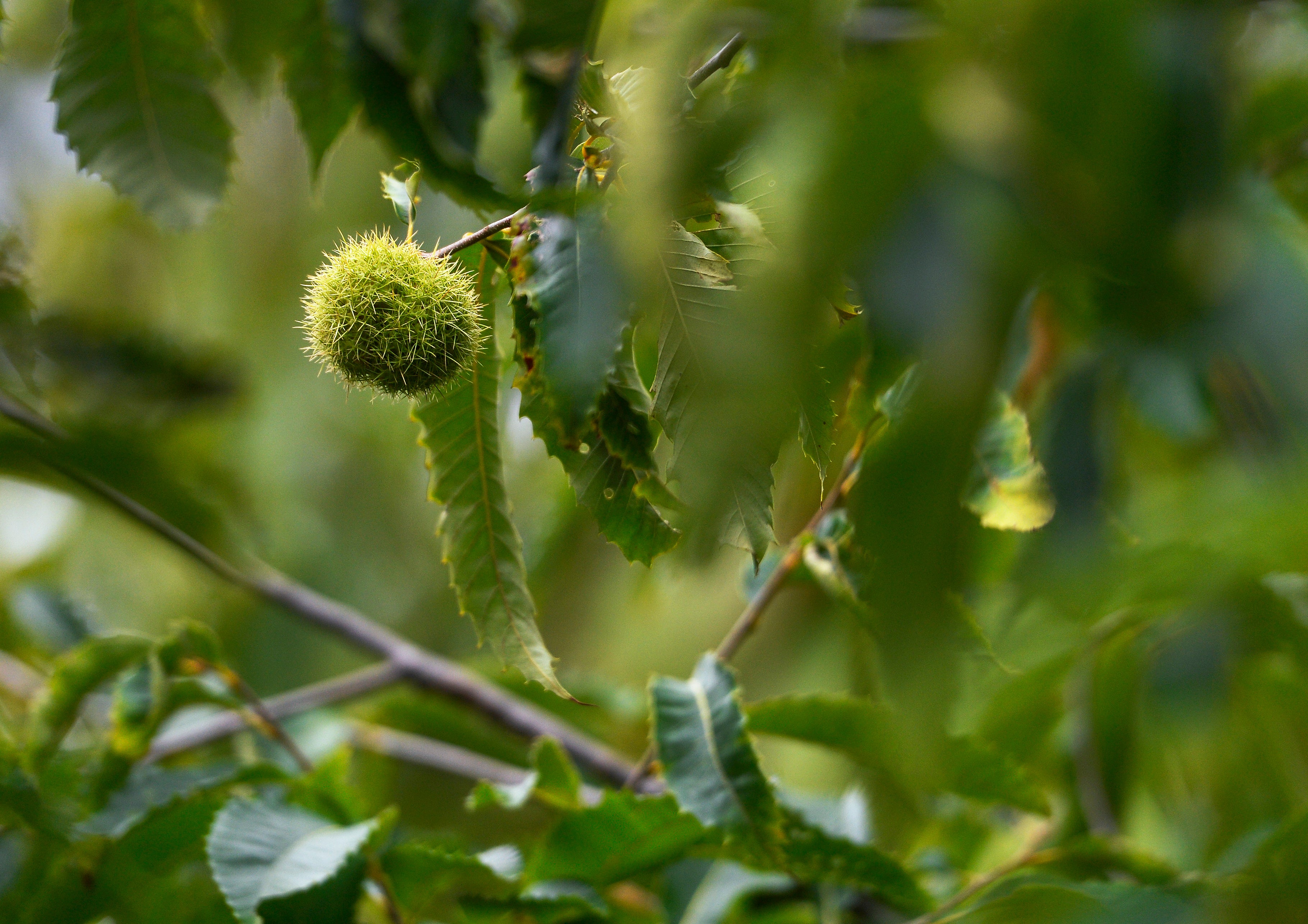 Climate American Chestnuts