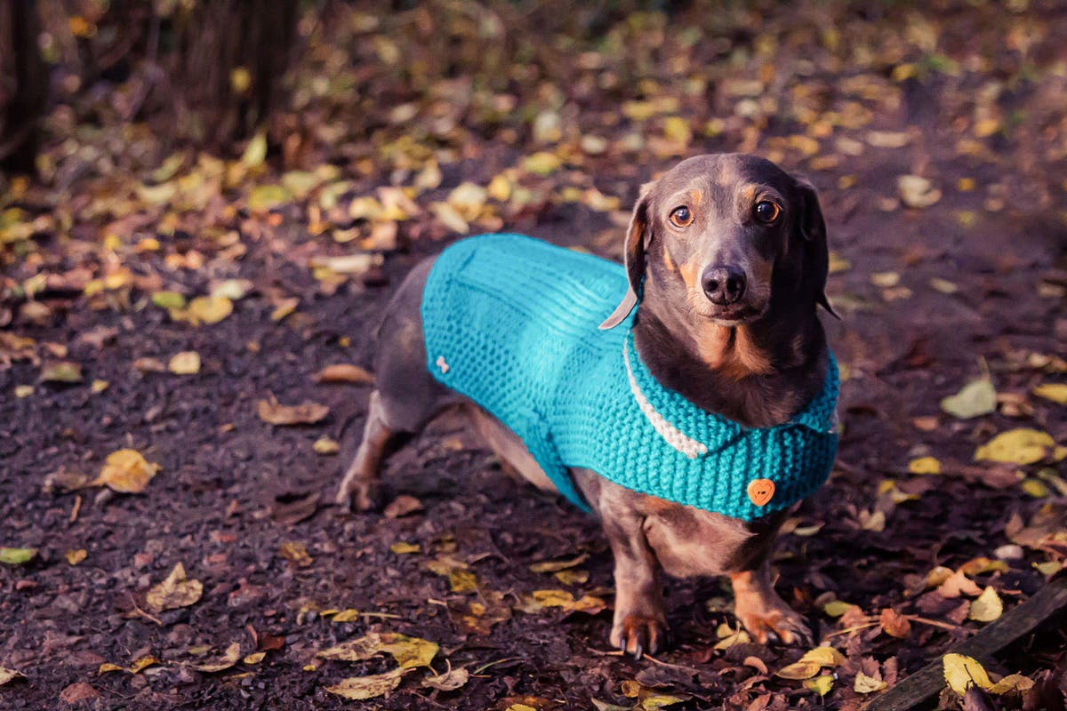 6 important things to remember before getting a puppy this Christmas 