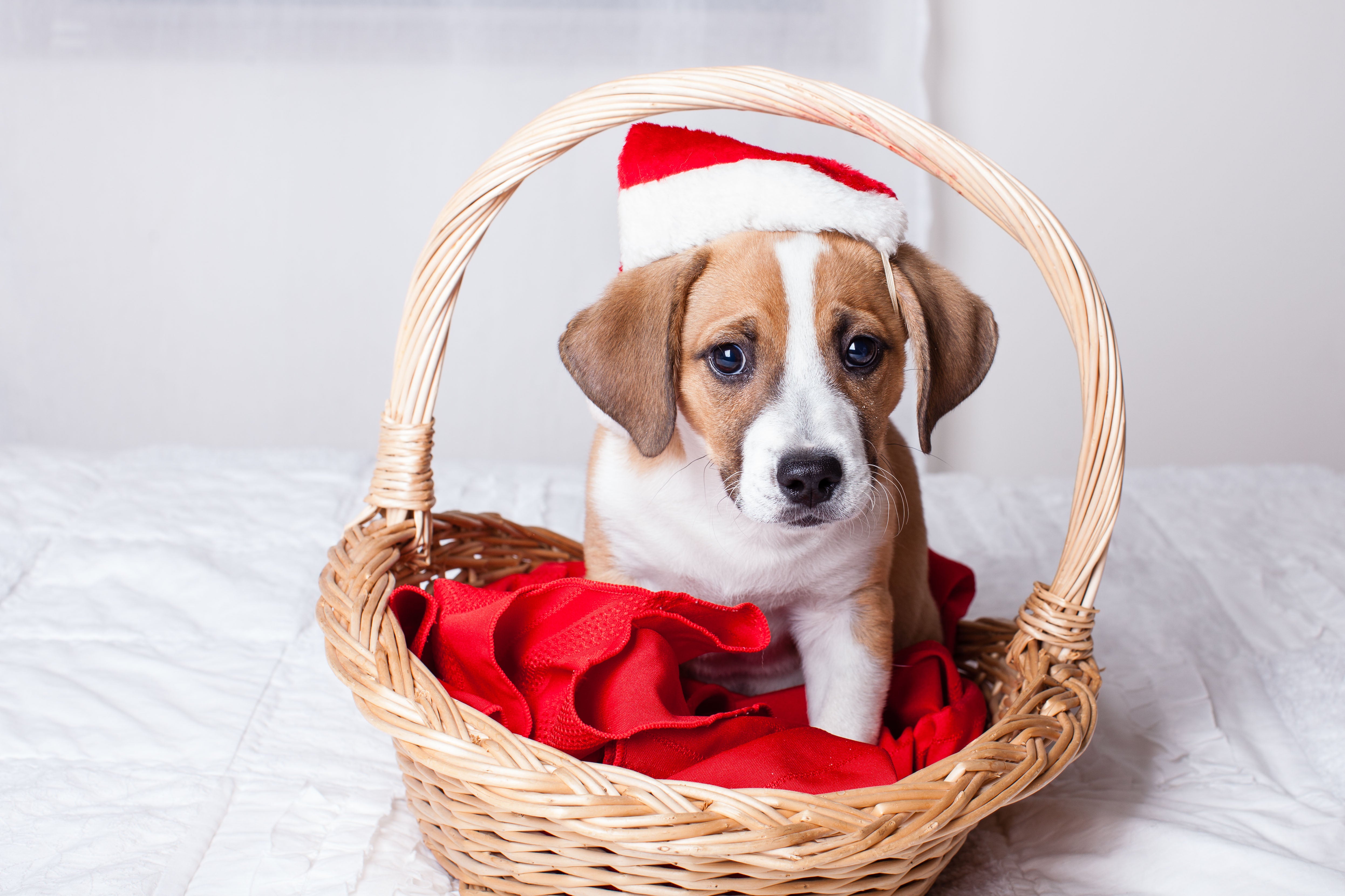 Giving a puppy for Christmas can be a bad idea (Alamy/PA)