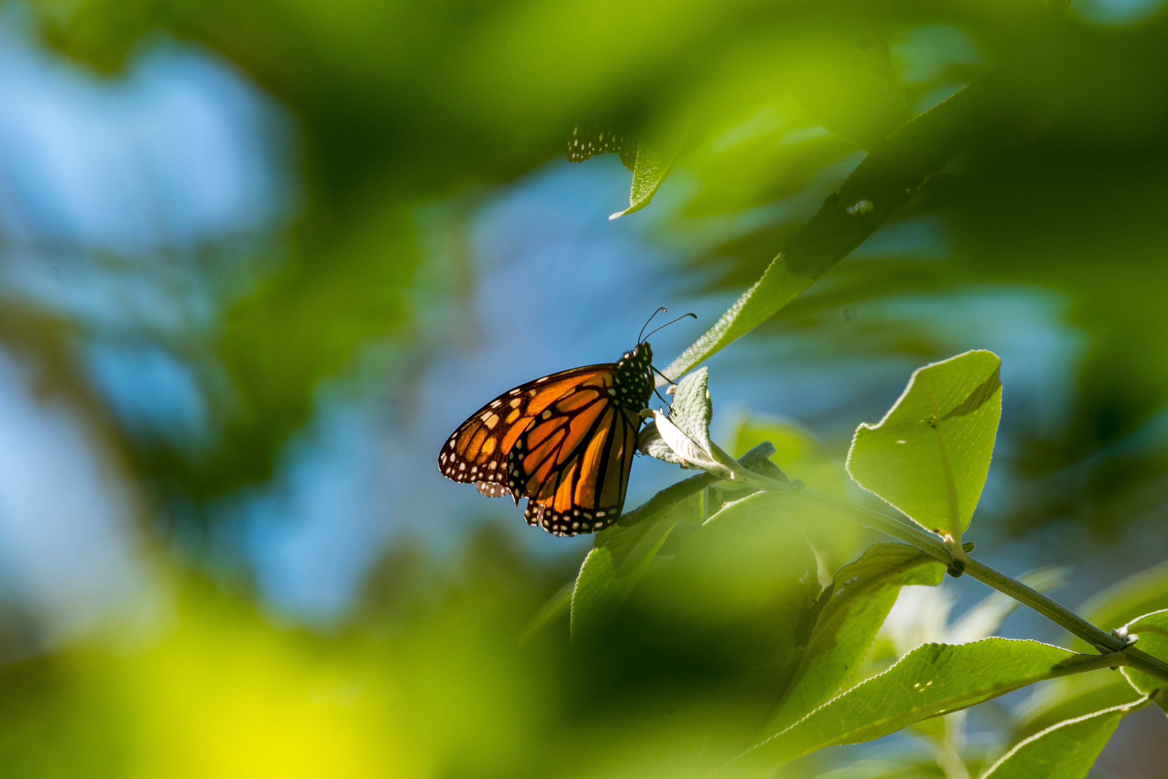 A monarch butterfly sits on a leaf at Monarch Grove Sanctuary in Pacific Grove, California, in November 2021. The probability of extinction for the western monarchs that migrate there is greater than 95 percent by 2080