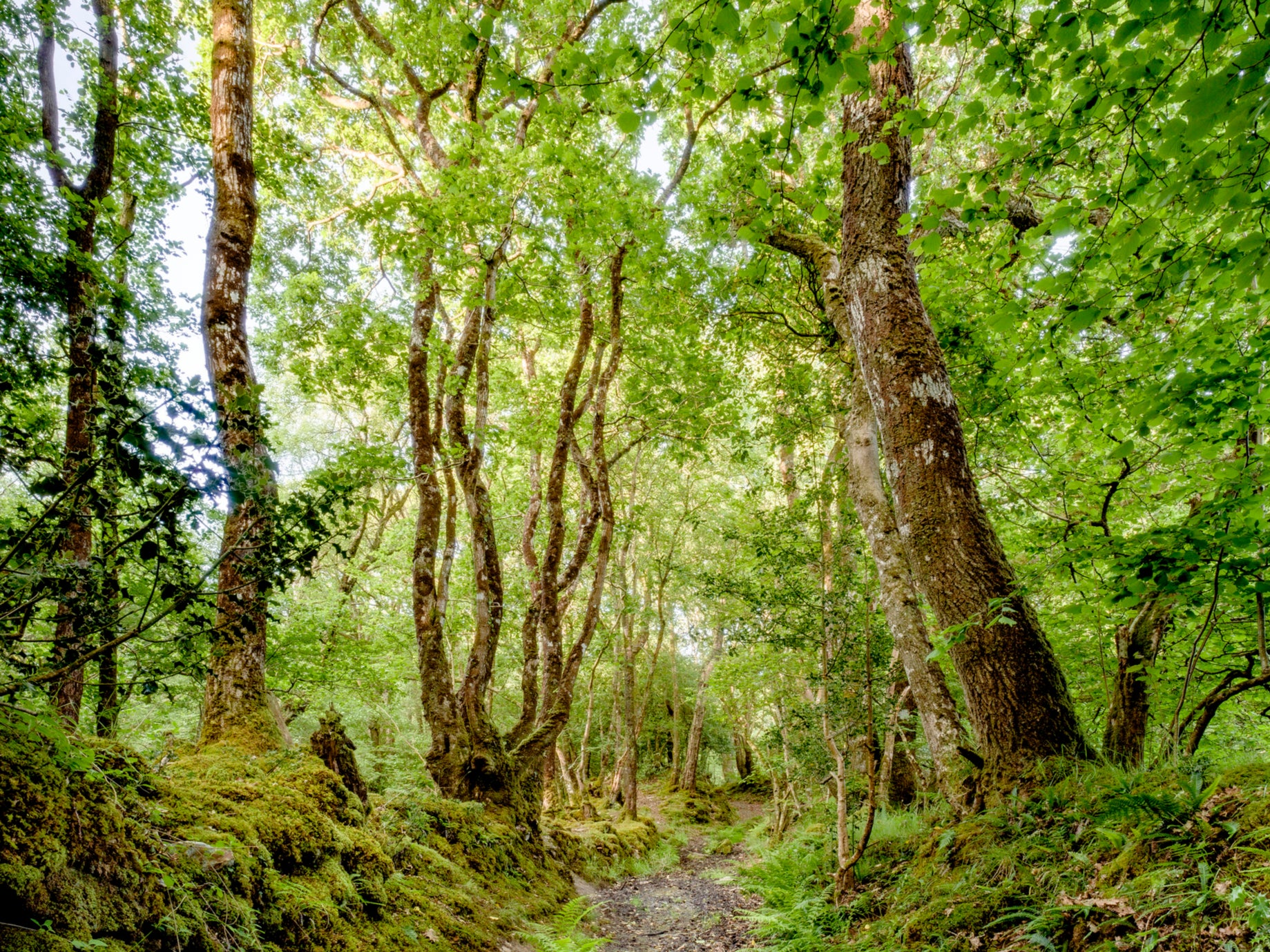 Take advantage of Britain’s many ancient woodlands