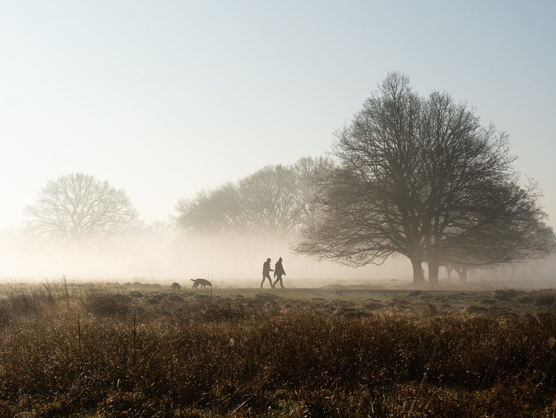 Give your sympathetic nervous system a treat with a nice frosty walk