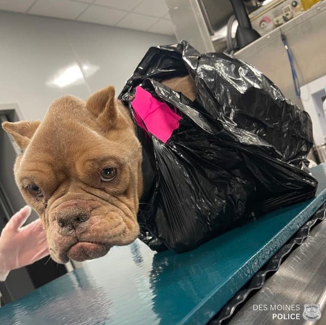 <p>This bulldog was taped in a garbage bag and abandoned near a railroad viaduct in Des Moines </p>