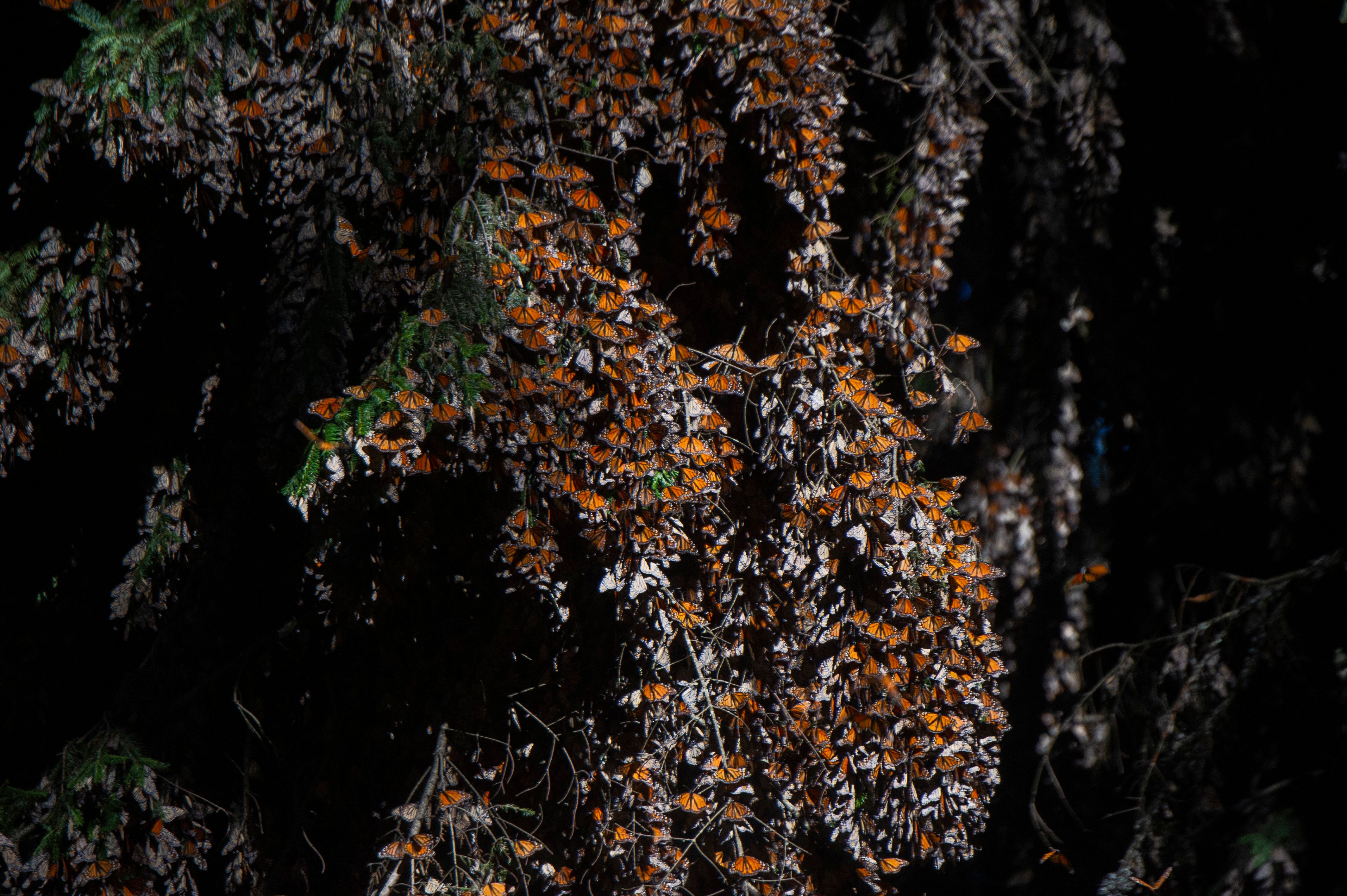 Monarch butterflies are seen in the Mexican forests in February 2022. Tens of thousands of monarchs can cluster on a single tree