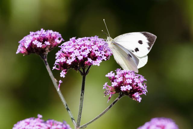 From AI technology and flood-resistant measures to sustainability, these are the gardening trends for 2025 (Alamy/PA)