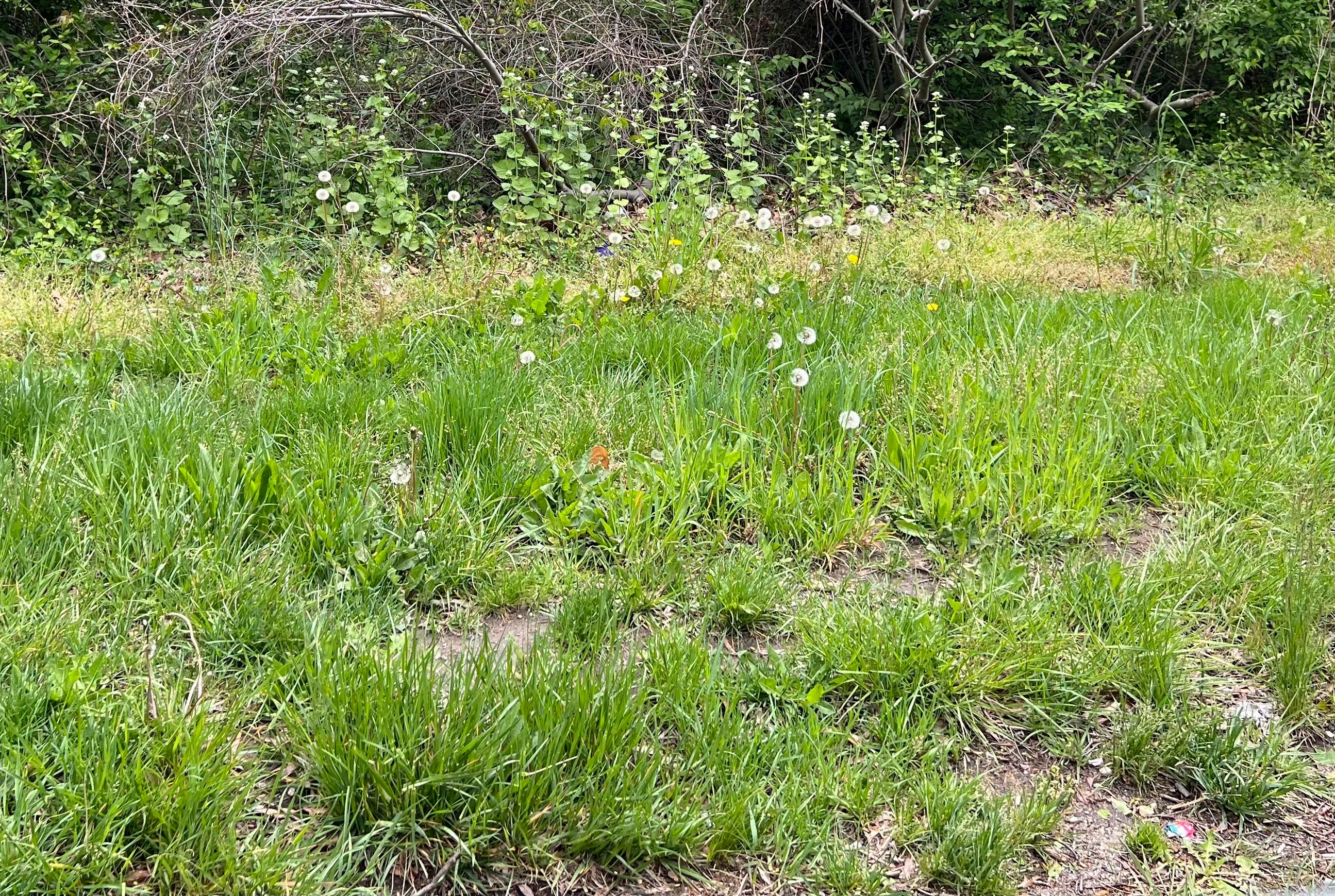 Gardening-Renovating