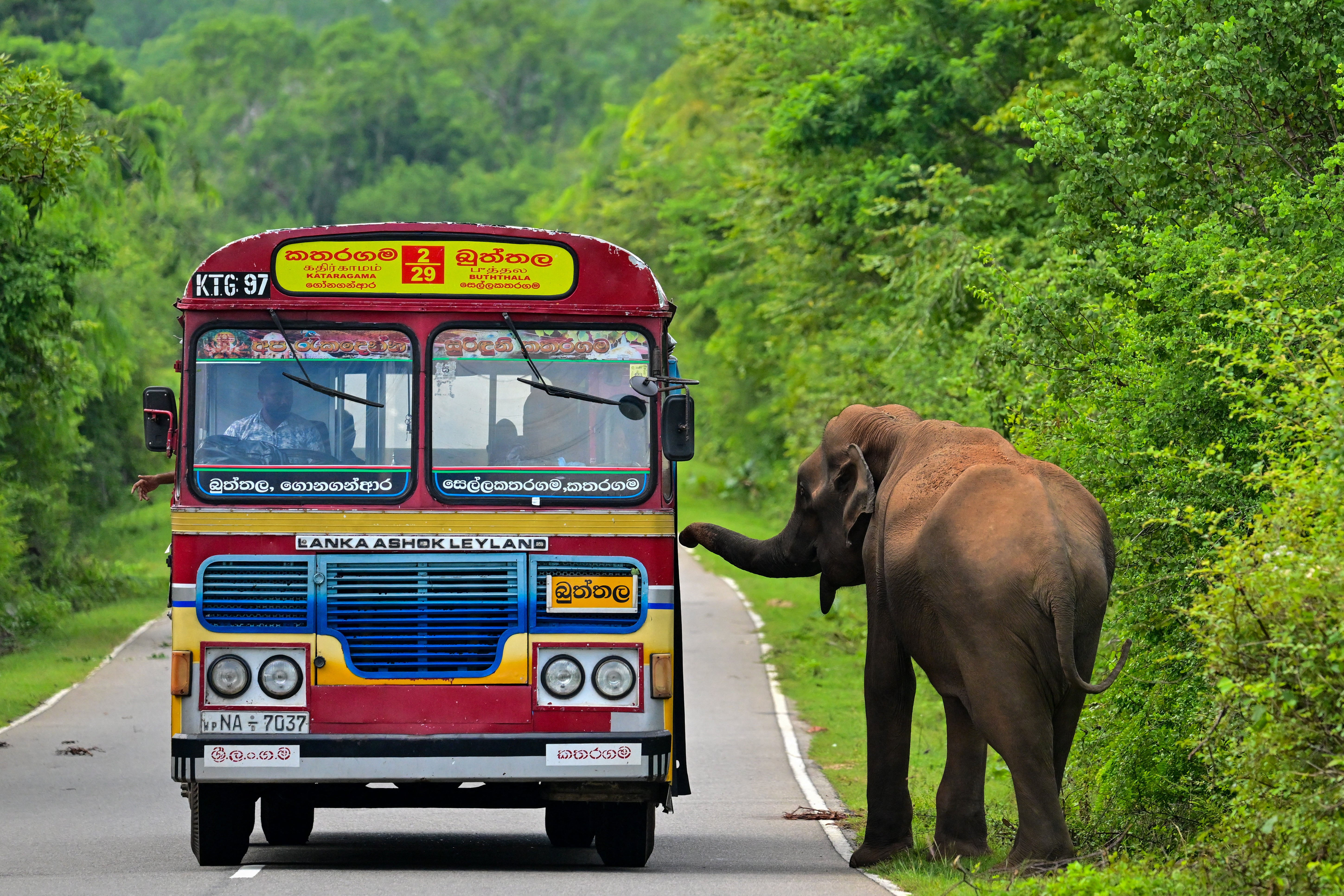 File. Passenger bus drives past an elephant in Kataragama, Sri Lanka, on 17 December 2024