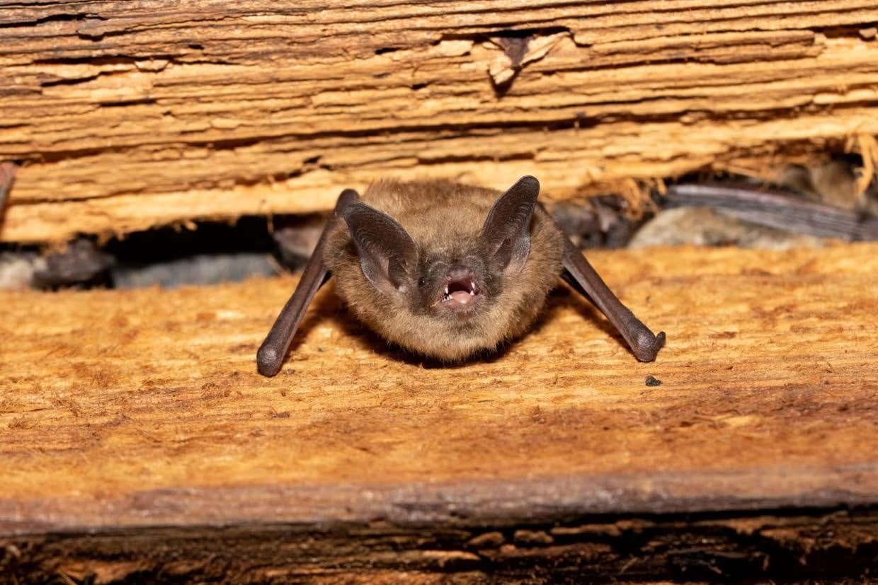 A little brown bat. The species can be associated with histoplasmosis, the condition linked to the deaths of two men from upstate New York