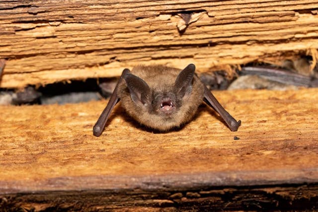 <p>A little brown bat is seen in this photo. The species can be associated with histoplasmosis, the condition linked to the deaths of two men from upstate New York </p>