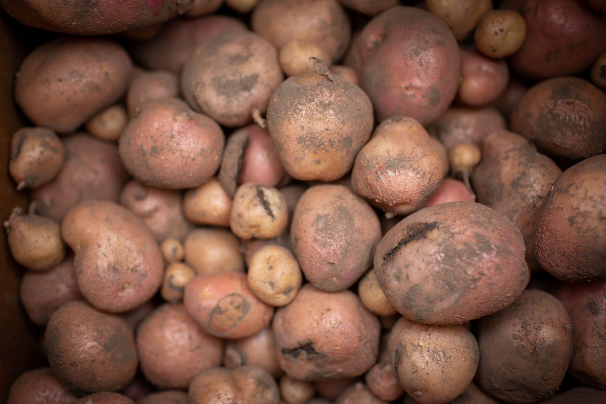 The modified potatoes grew up to 30% more mass than the control potatoes in the study (Claire Benjamin/Ripe project/PA)