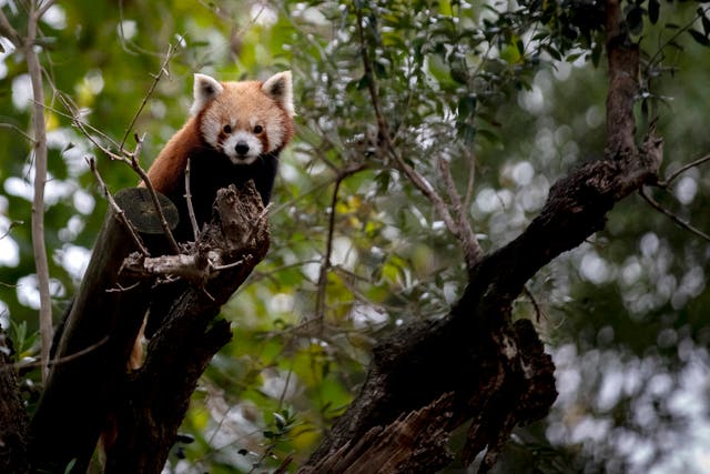 <p>File. Red panda</p>