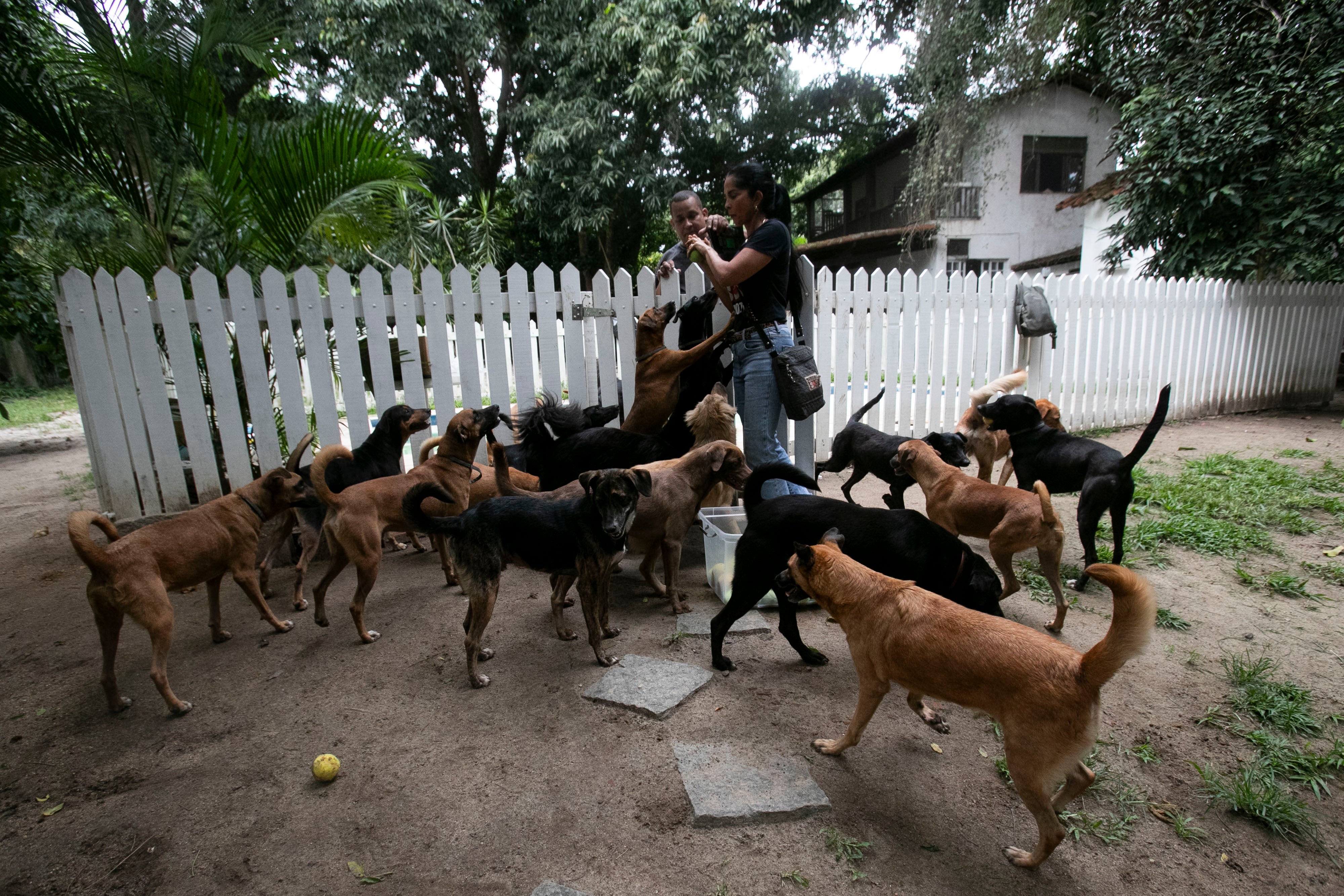 Caramelo dogs and others play at the Indefesos dog rescue shelter in Rio de Janeiro