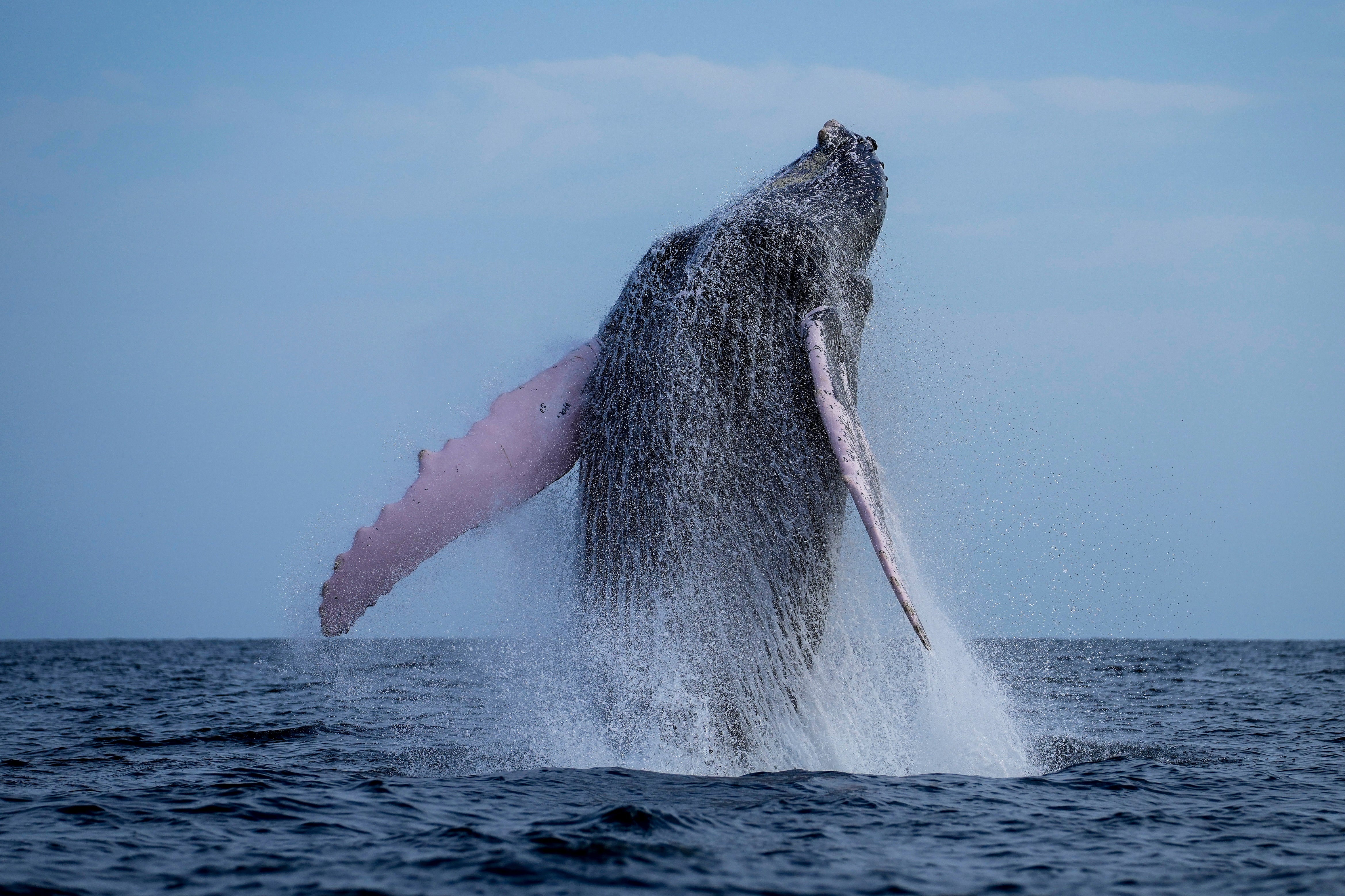 File photo of a humpback whale near Panama