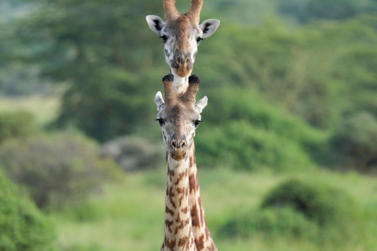 https://static.independent.co.uk/2024/12/18/08/YE_Nature_&amp;_Animals_90331.jpg?width=1200&height=800&crop=1200:800
